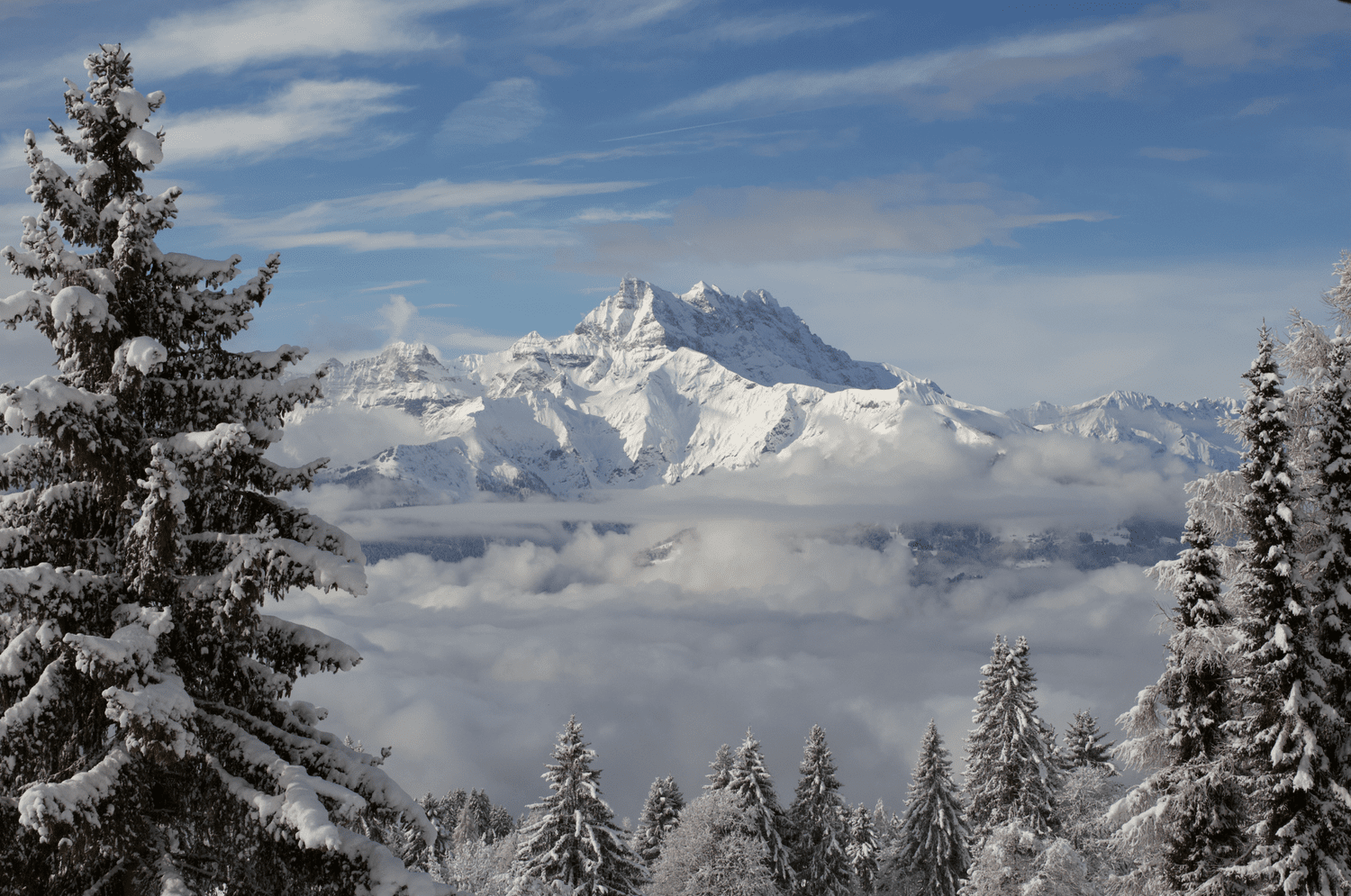 The Dents du Midi rising above a sea of clouds, framed by snow-laden pines